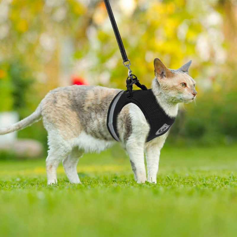 Colete regulável para pets