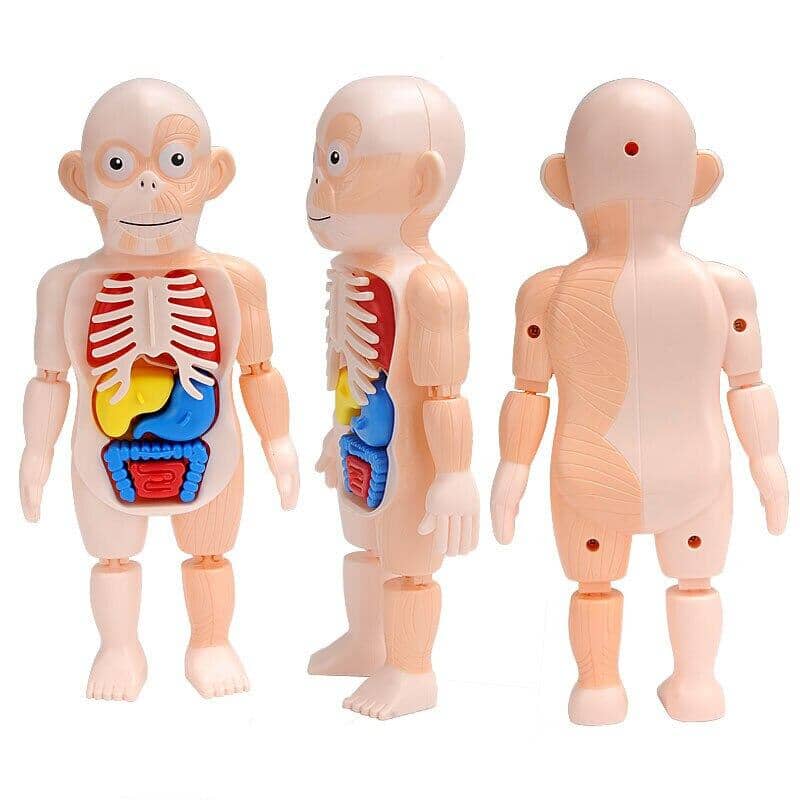 Human Toys - Brinquedo educacional de anatomia humana