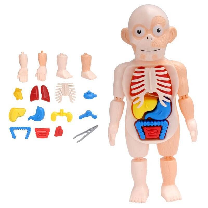 Human Toys - Brinquedo educacional de anatomia humana