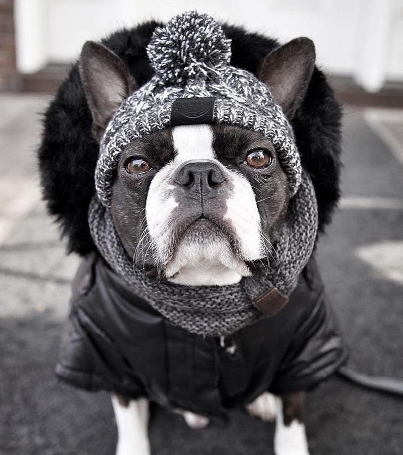 Gorro Pet - Para cachorro e gato