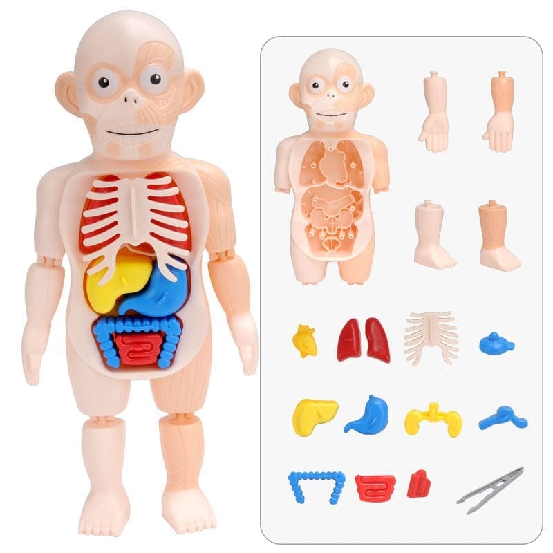 Human Toys - Brinquedo educacional de anatomia humana