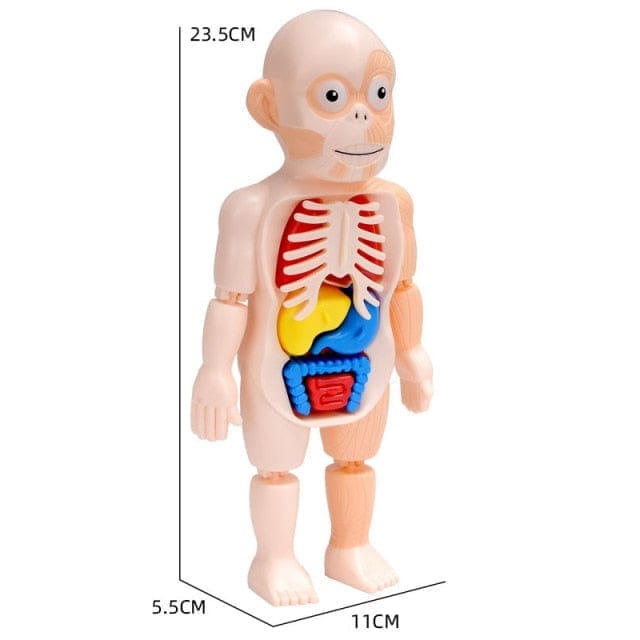 Human Toys - Brinquedo educacional de anatomia humana