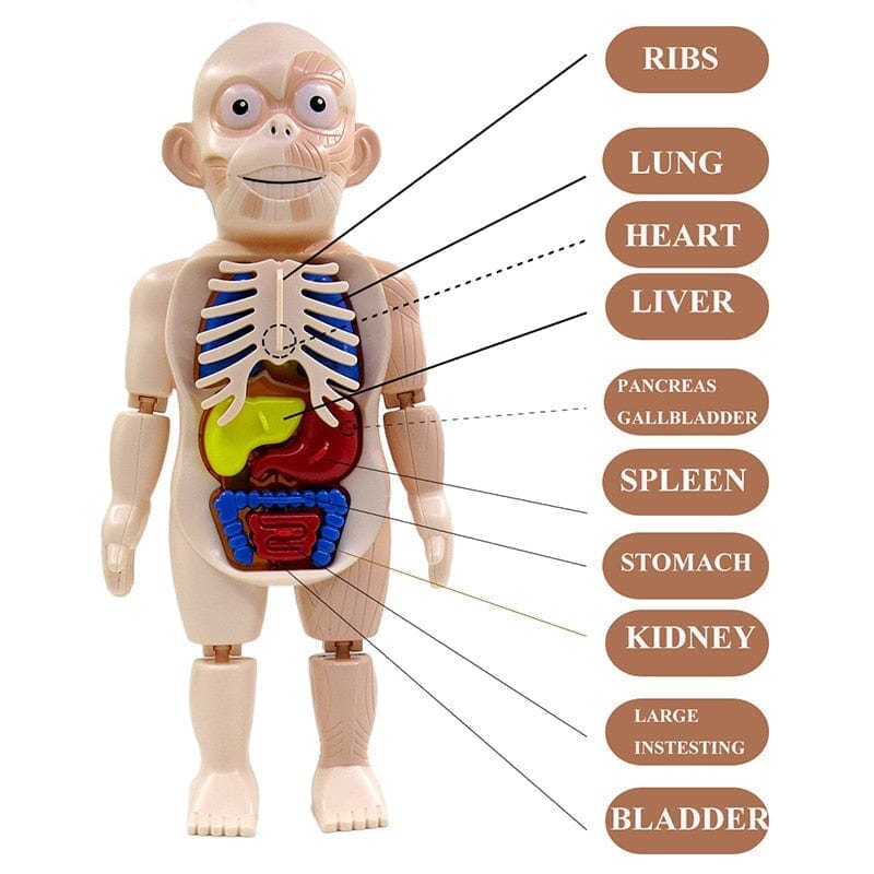 Human Toys - Brinquedo educacional de anatomia humana